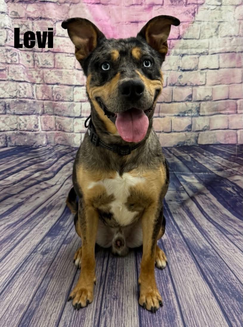 Levi, Adoptable, Young Male Catahoula Leopard Dog.