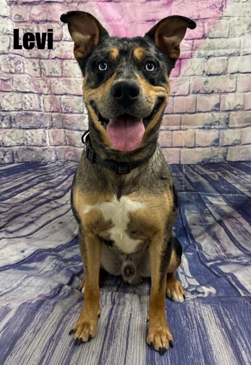 Enlarge Levi, a Adoptable Catahoula Leopard Dog in Quincy, MI image 2/3