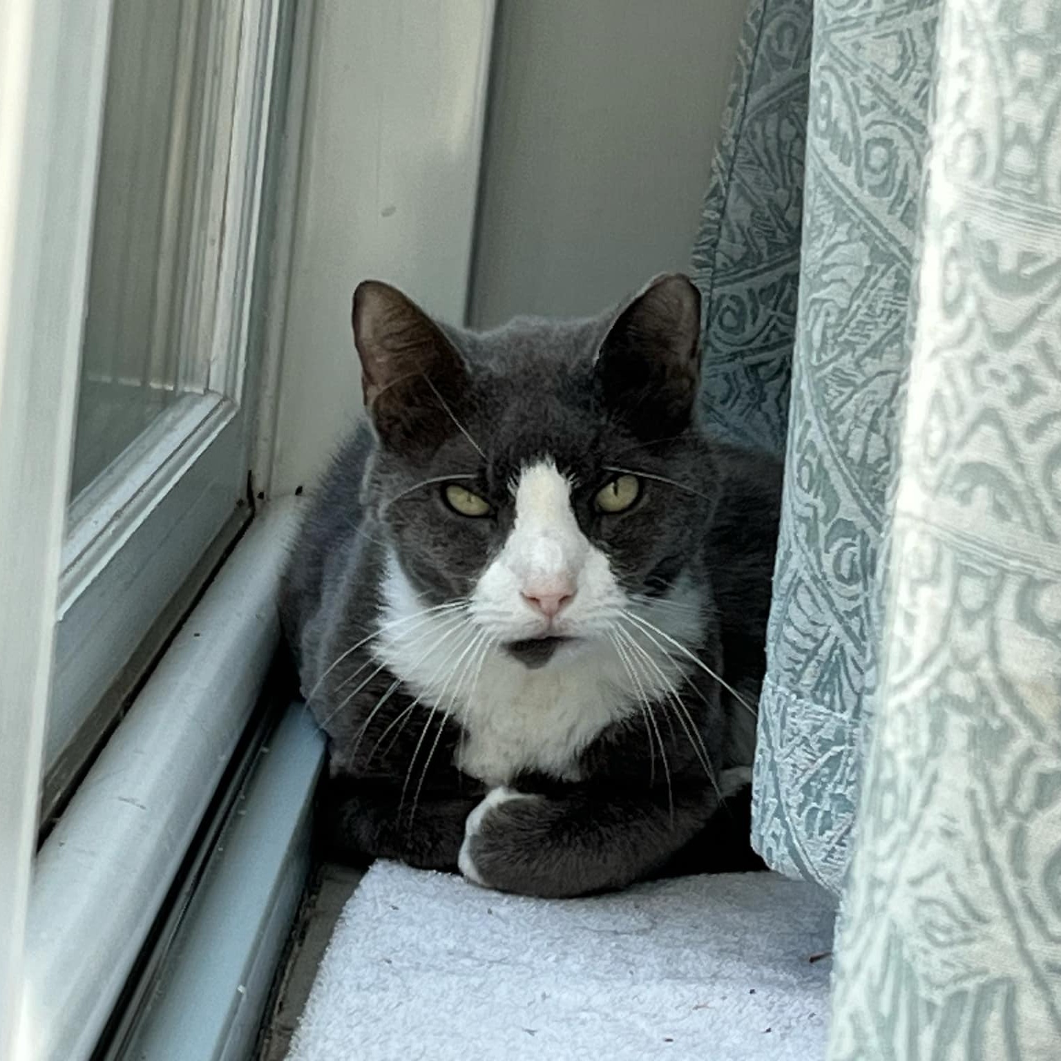 Harrison, Adopted, Senior Male American Shorthair.