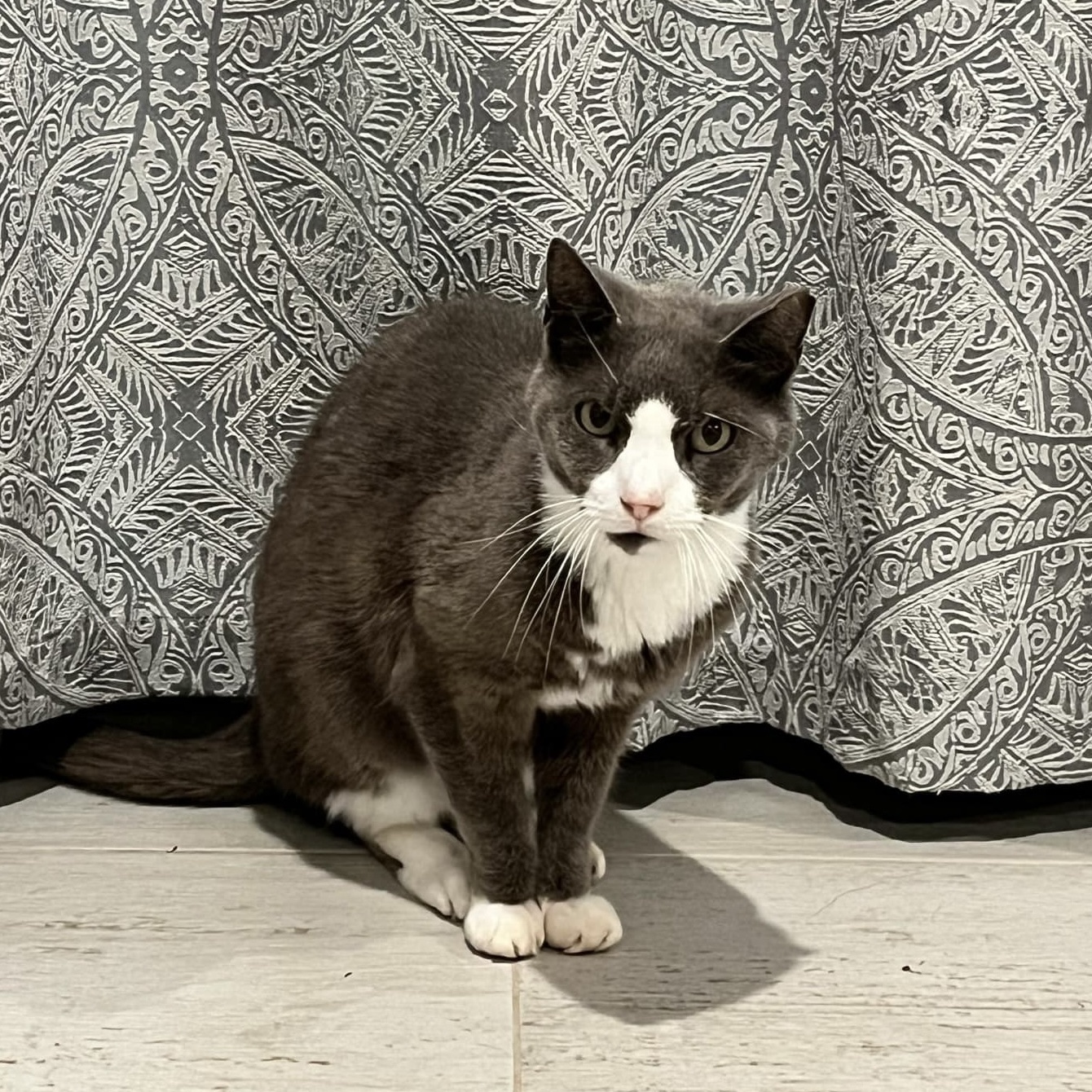 Enlarge Harrison, a Adopted American Shorthair in Bourne, MA image 2/2