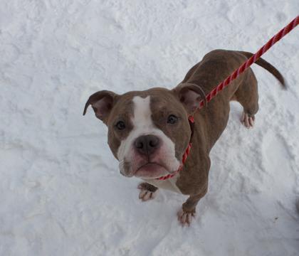Sweetie, a Adoptable mixed breed in Woodbury, MN image 1/3