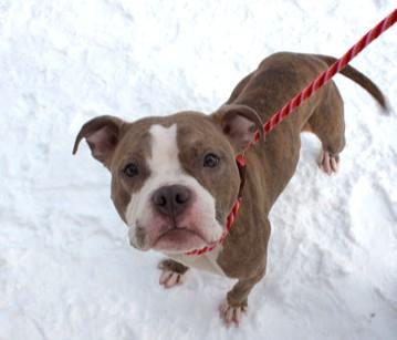 Sweetie, a Adoptable mixed breed in Woodbury, MN image 2/3