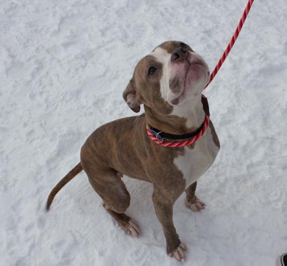 Sweetie, a Adoptable mixed breed in Woodbury, MN image 3/3