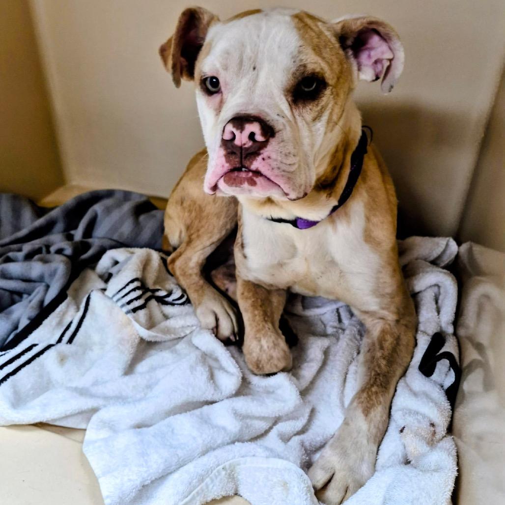 Enlarge Poppy, a Adoptable mixed breed in Pineville, MO image 1/2