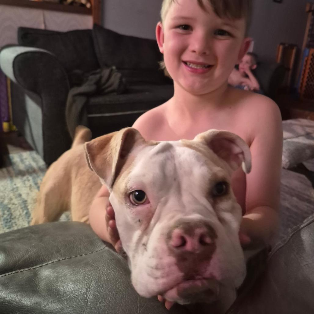 Enlarge Poppy, a Adoptable mixed breed in Pineville, MO image 2/2