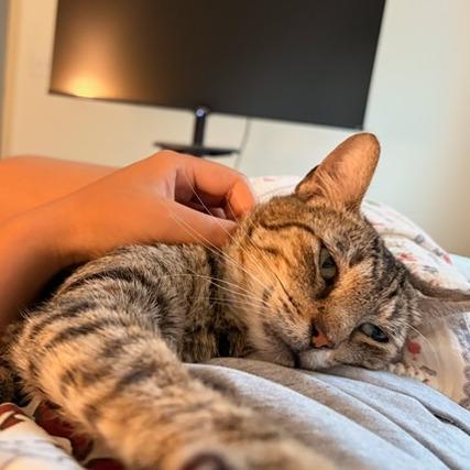 Enlarge Carmen San Diego, a Adoptable Domestic Short Hair in Houston, TX image 1/6