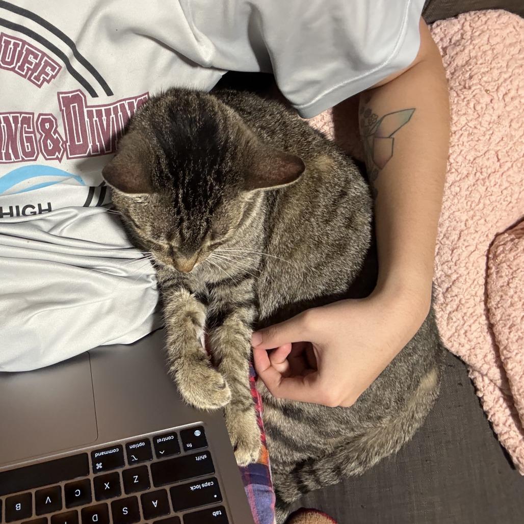 Enlarge Carmen San Diego, a Adoptable Domestic Short Hair in Houston, TX image 2/6
