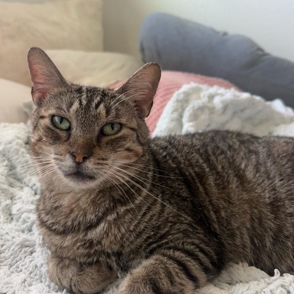Enlarge Carmen San Diego, a Adoptable Domestic Short Hair in Houston, TX image 3/6