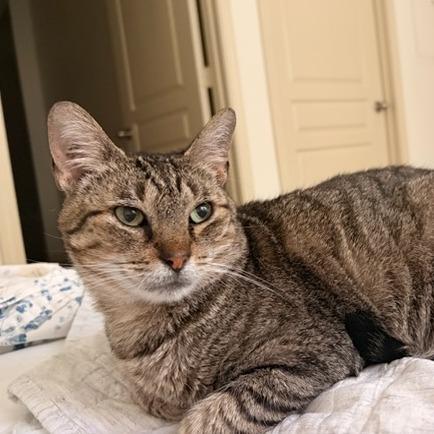 Enlarge Carmen San Diego, a Adoptable Domestic Short Hair in Houston, TX image 4/6