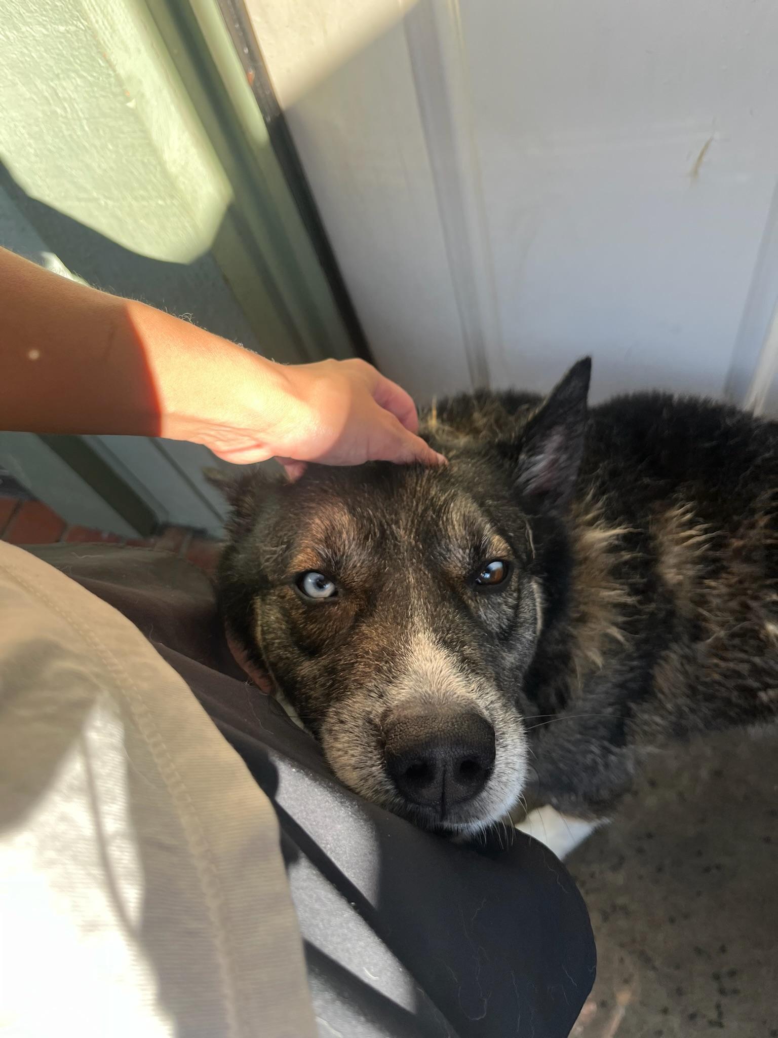 Enlarge Gunnar, a Adoptable mixed breed in Joliet, IL image 5/5