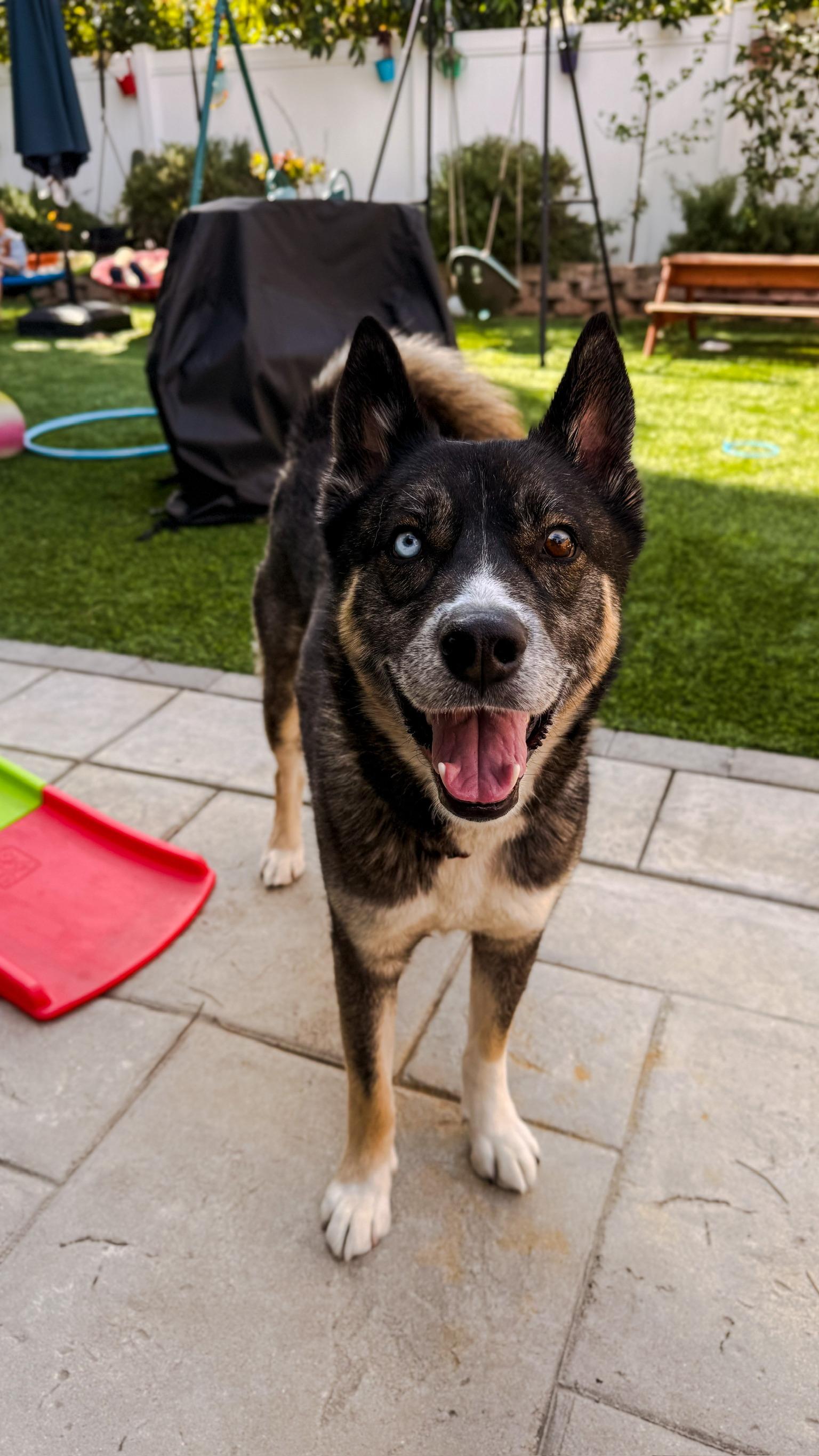 Enlarge Gunnar, a Adoptable mixed breed in Joliet, IL image 3/5
