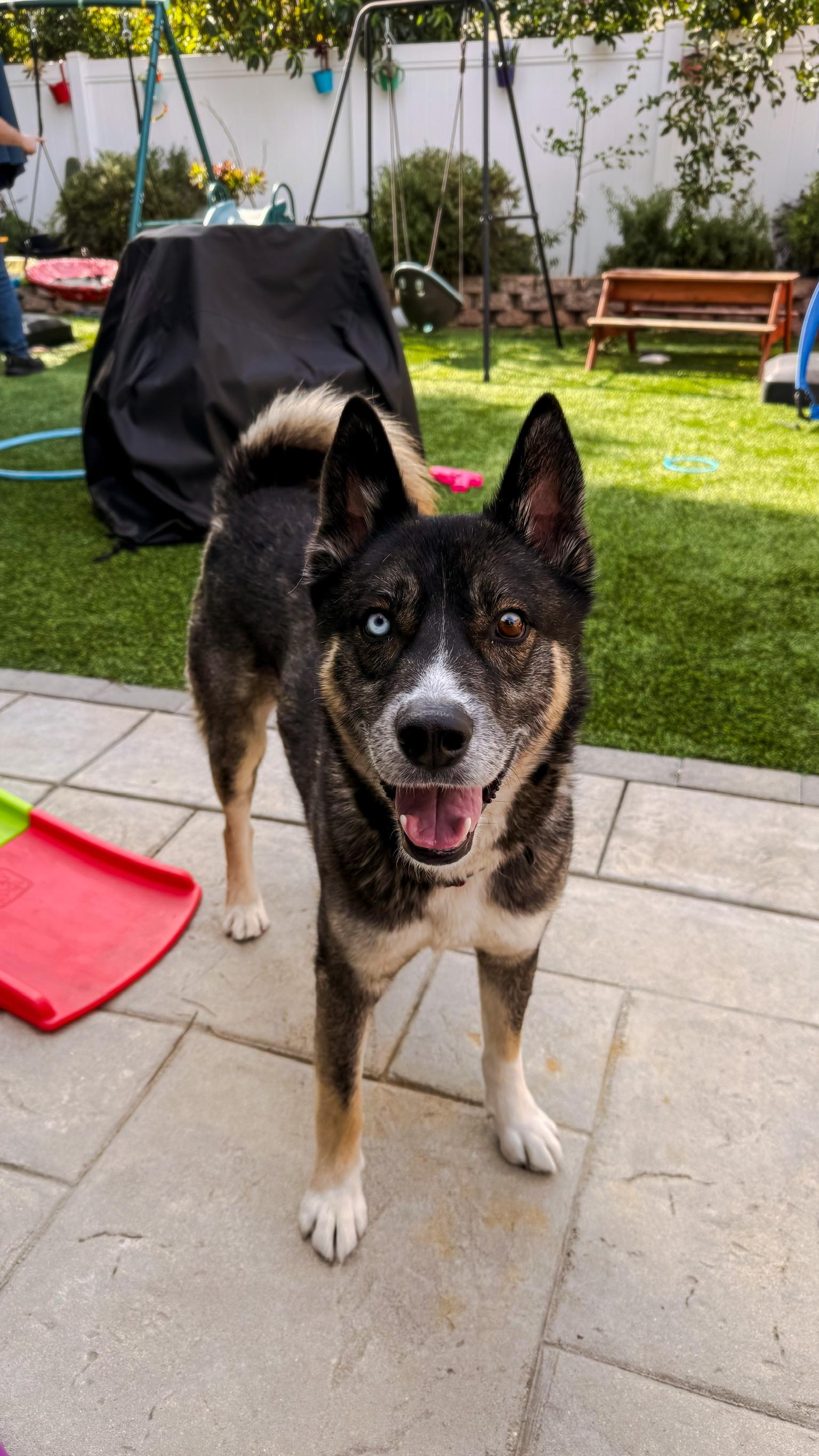 Enlarge Gunnar, a Adoptable mixed breed in Joliet, IL image 2/5