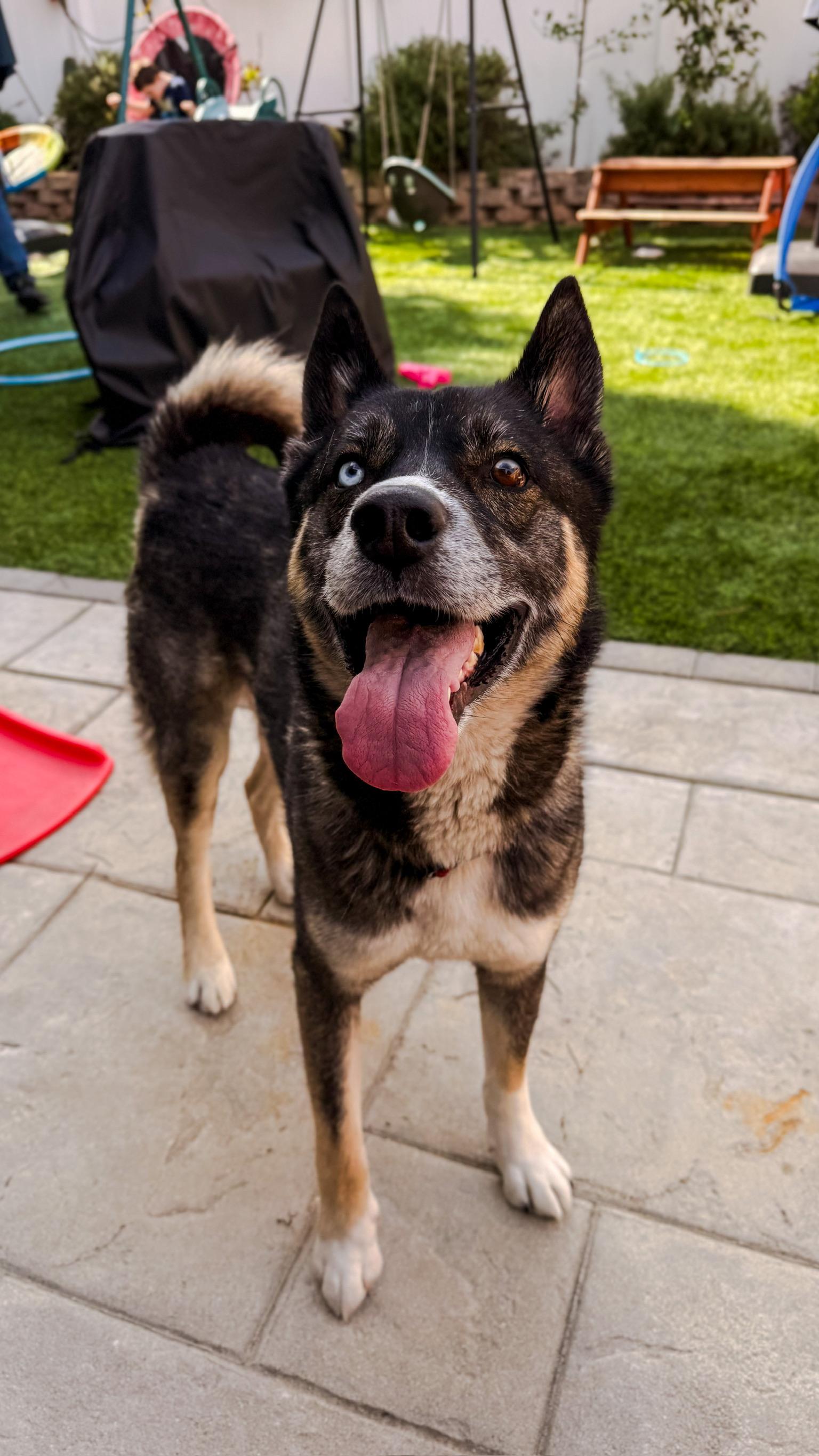 Gunnar, Adoptable, Young Male Husky.