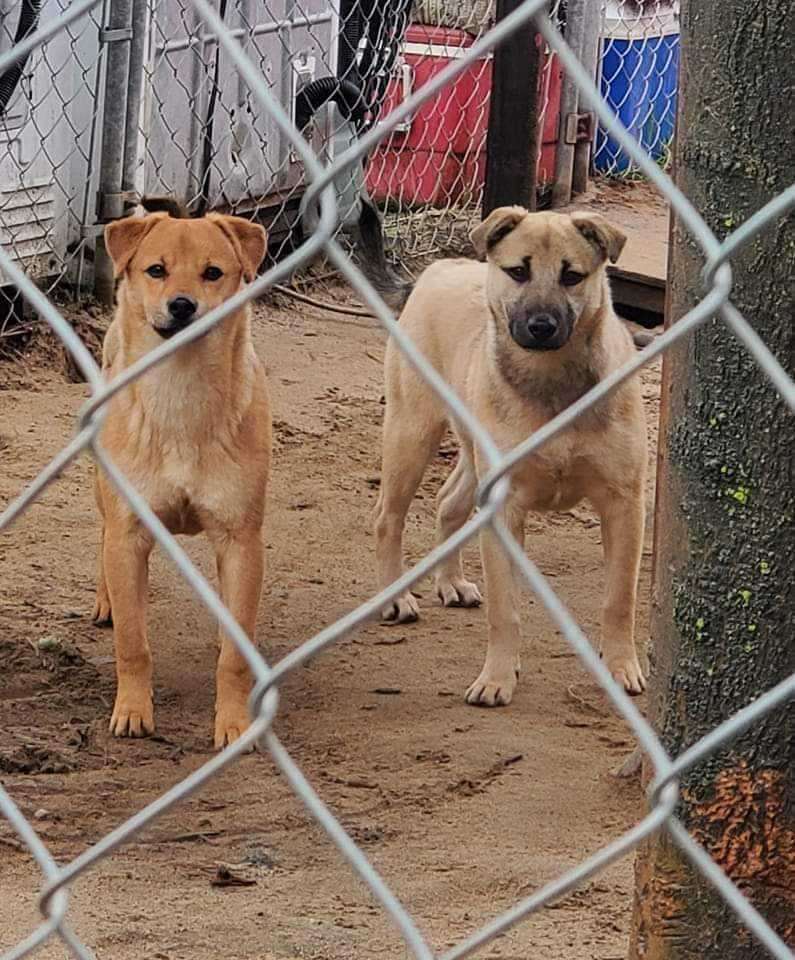 Little Foot & Sarah, Adoptable, Young Female Australian Shepherd & Terrier.