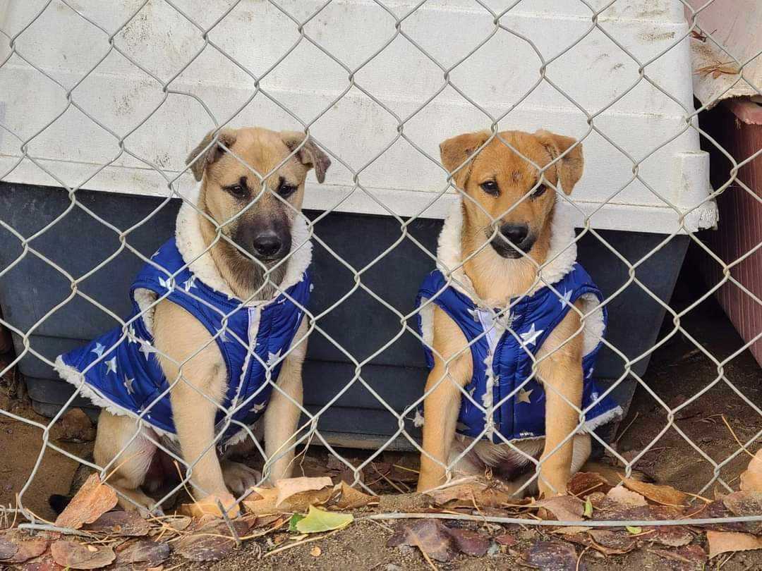 Little Foot & Sarah, a Adoptable mixed breed in Selma, CA image 2/4