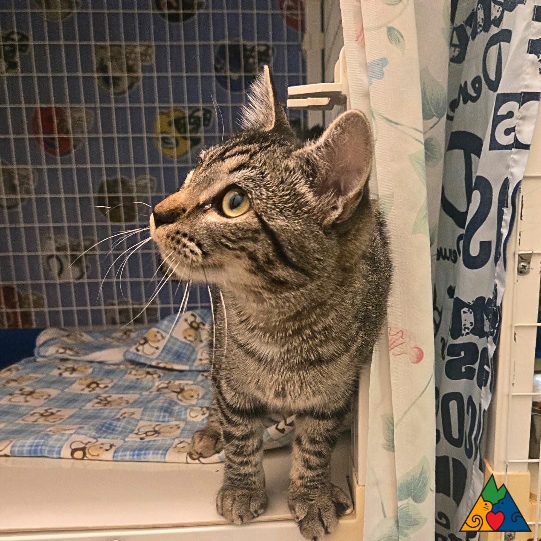 Astrid, an adoptable Domestic Short Hair in Douglas, WY, 82633 | Photo Image 2