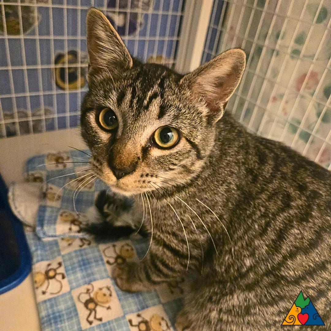 Astrid, an adoptable Domestic Short Hair in Douglas, WY, 82633 | Photo Image 1