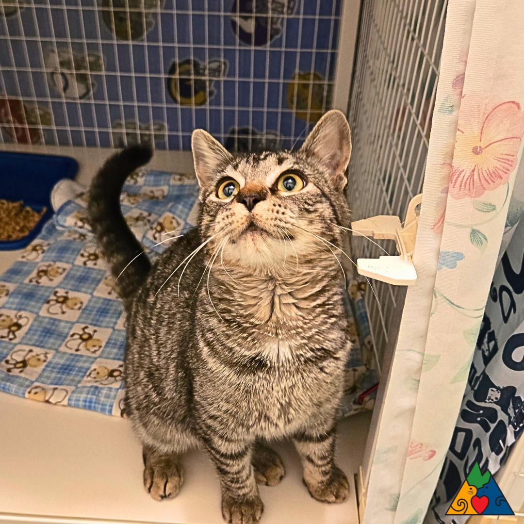 Astrid, an adoptable Domestic Short Hair in Douglas, WY, 82633 | Photo Image 3