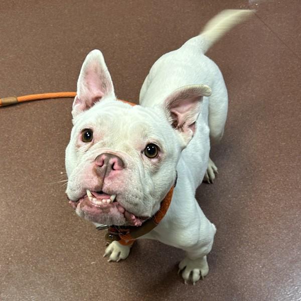 Enlarge Milk Bun, a Adoptable mixed breed in Oakland, CA image 1/1