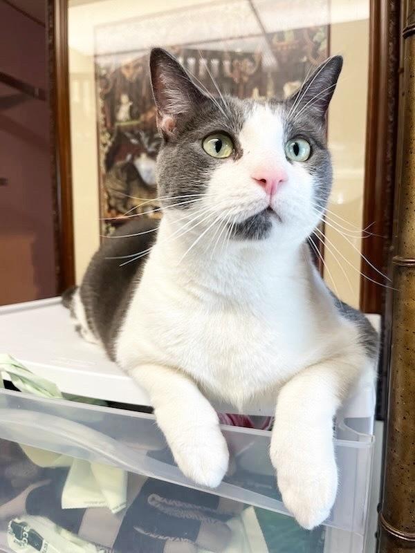 Mickey, Adoptable, Young Male American Shorthair.