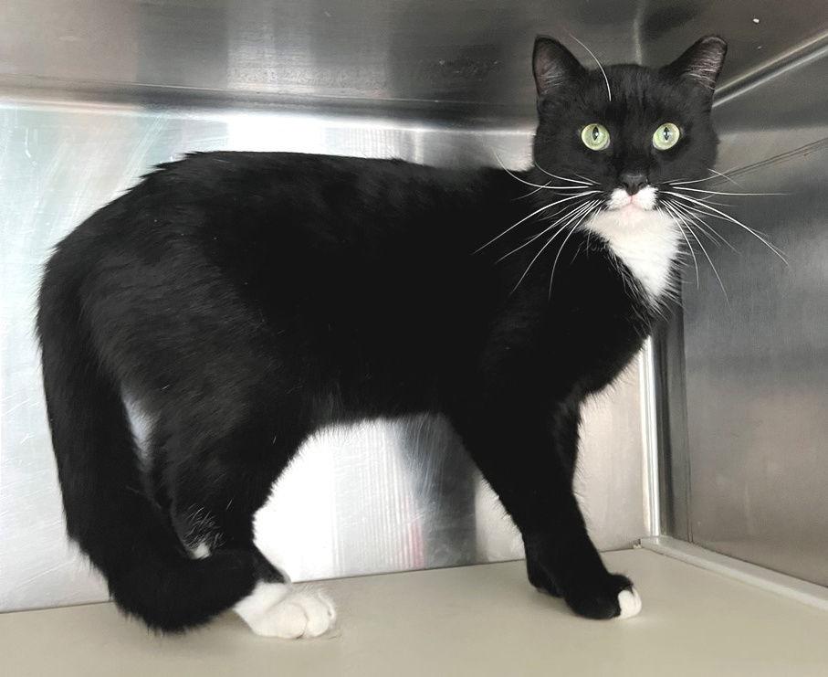 Kole, a Adopted Domestic Short Hair in Carrollton, GA image 1/3