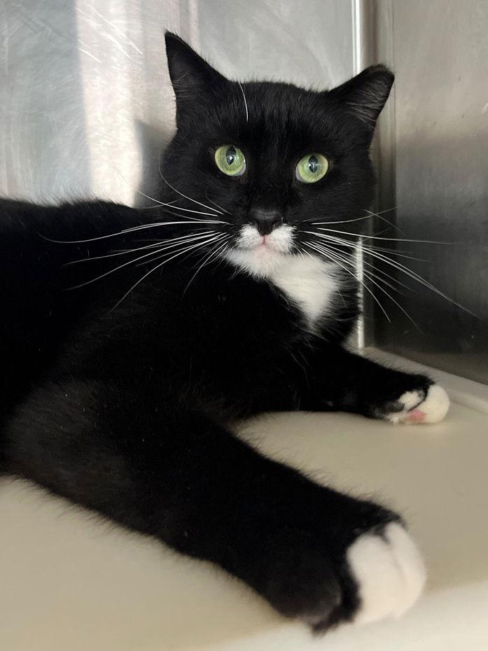 Kole, a Adopted Domestic Short Hair in Carrollton, GA image 2/3