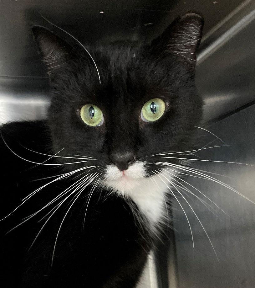 Kole, a Adopted Domestic Short Hair in Carrollton, GA image 3/3