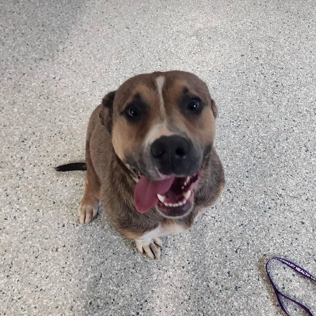 Enlarge Viv, a Adoptable mixed breed in Manhattan, KS image 1/3