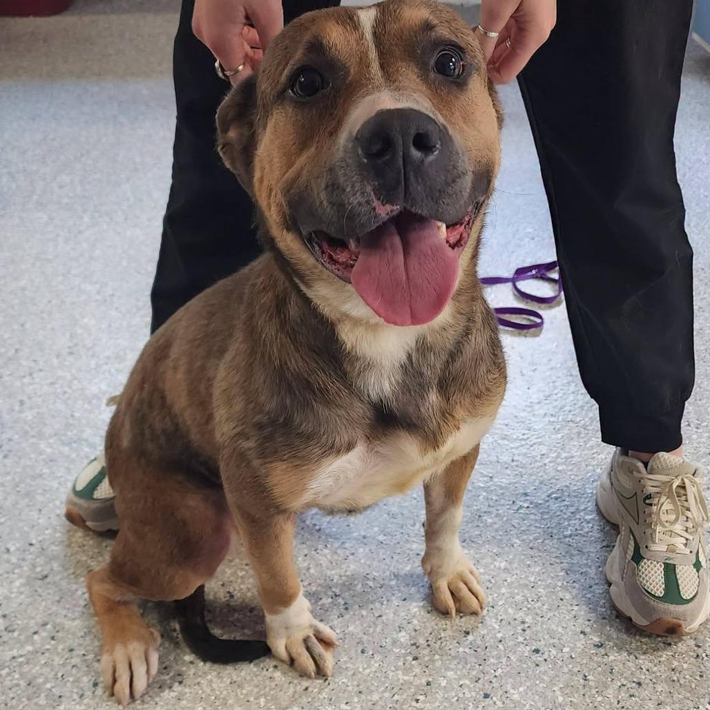 Enlarge Viv, a Adoptable mixed breed in Manhattan, KS image 2/3
