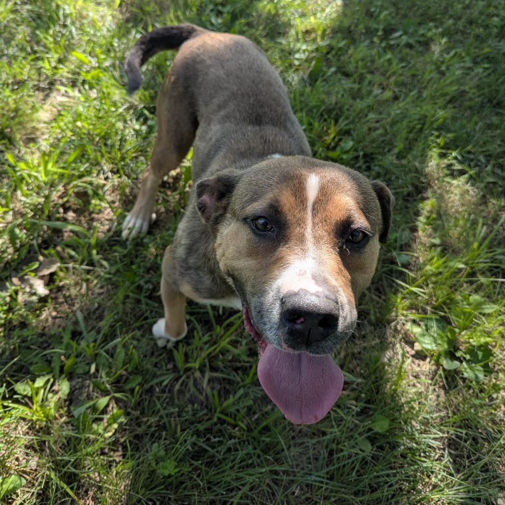 Enlarge Viv, a Adoptable mixed breed in Manhattan, KS image 3/3