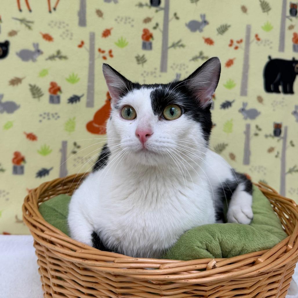 Norman, Adoptable, Adult Male Domestic Short Hair.