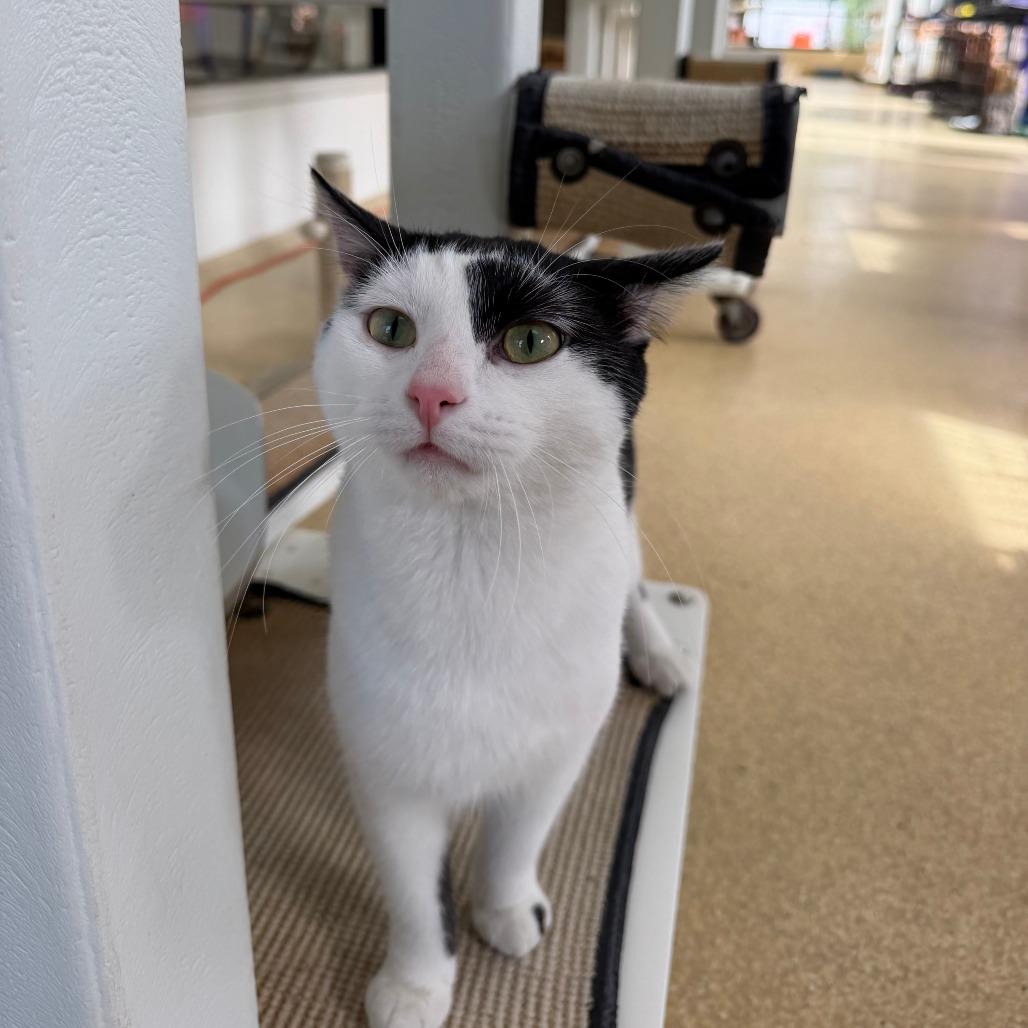 Enlarge Norman, a Adoptable Domestic Short Hair in Deerfield, IL image 2/2