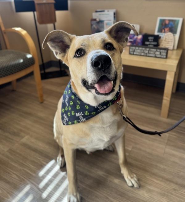 Mulligan, Adoptable, Adult Male Labrador Retriever & Pit Bull Terrier.