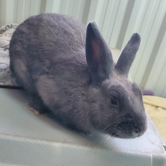 Indie, Adoptable, Adult Male Bunny Rabbit.