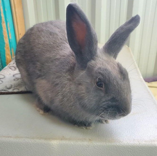 Enlarge Indie, a Adoptable Bunny Rabbit in Everett, ON image 2/4