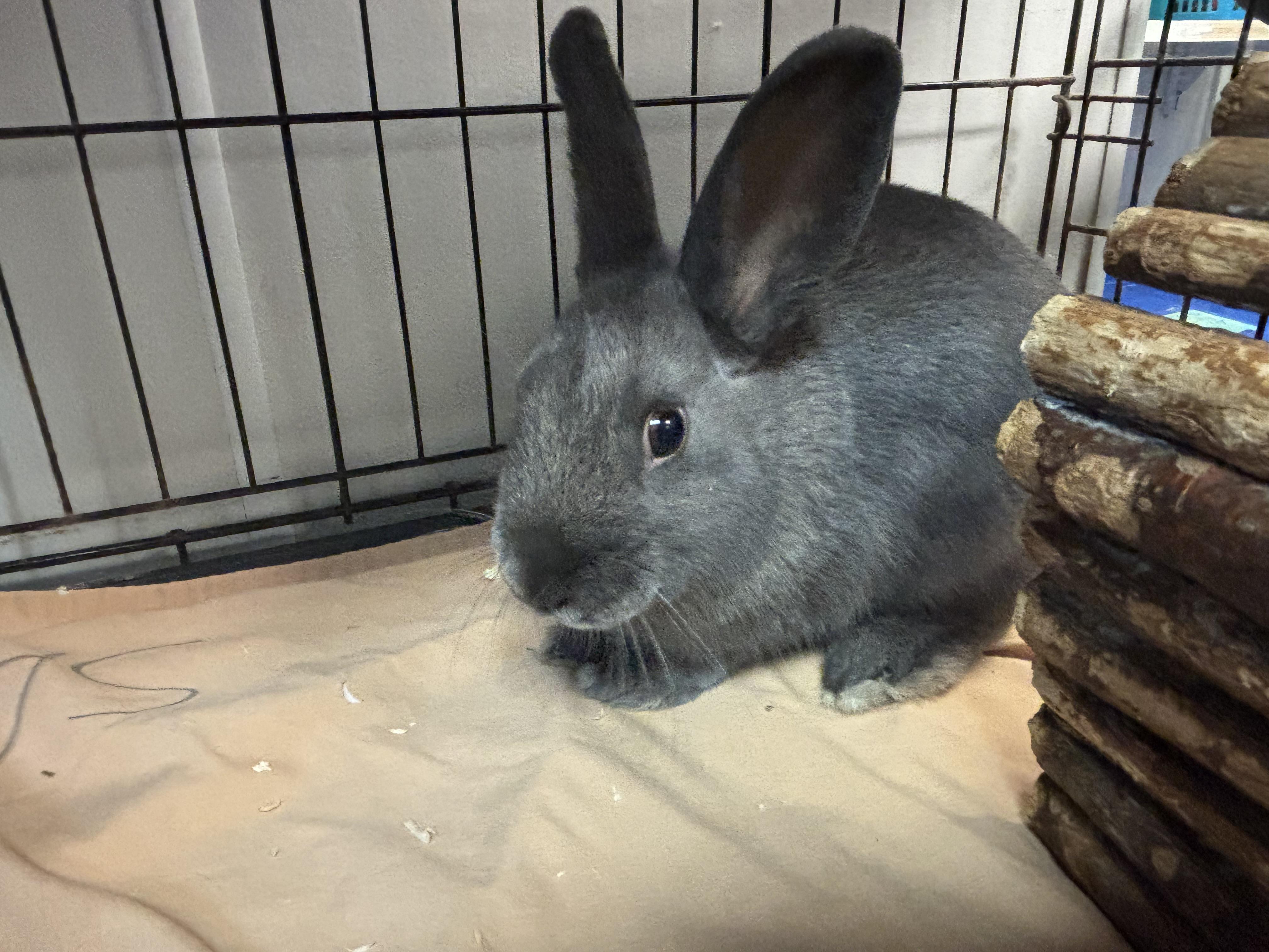 Enlarge Indie, a Adoptable Bunny Rabbit in Everett, ON image 3/4