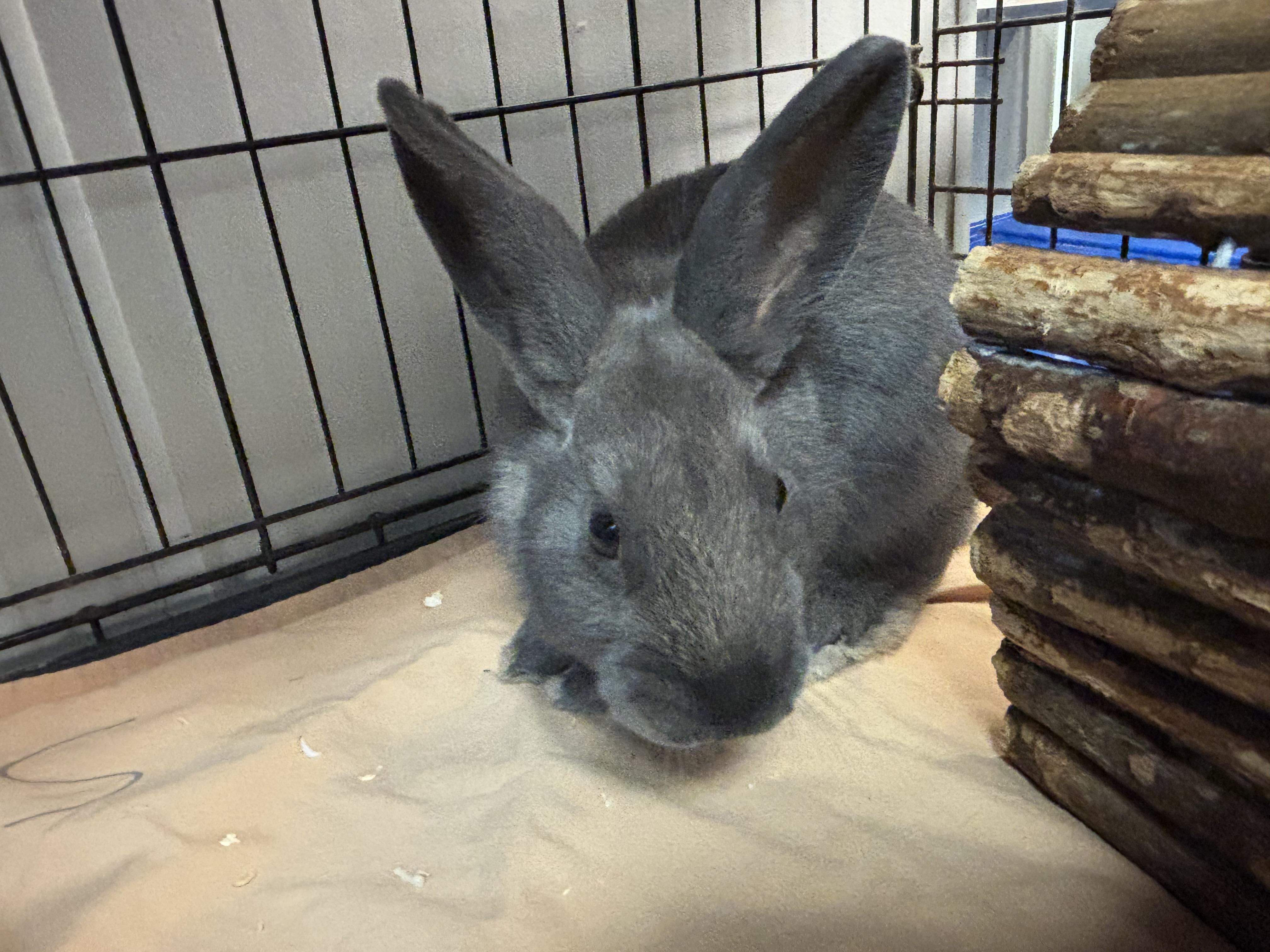 Enlarge Indie, a Adoptable Bunny Rabbit in Everett, ON image 4/4