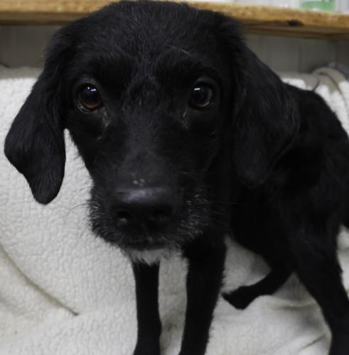 Emmalou, Adoptable, Young Female Terrier.