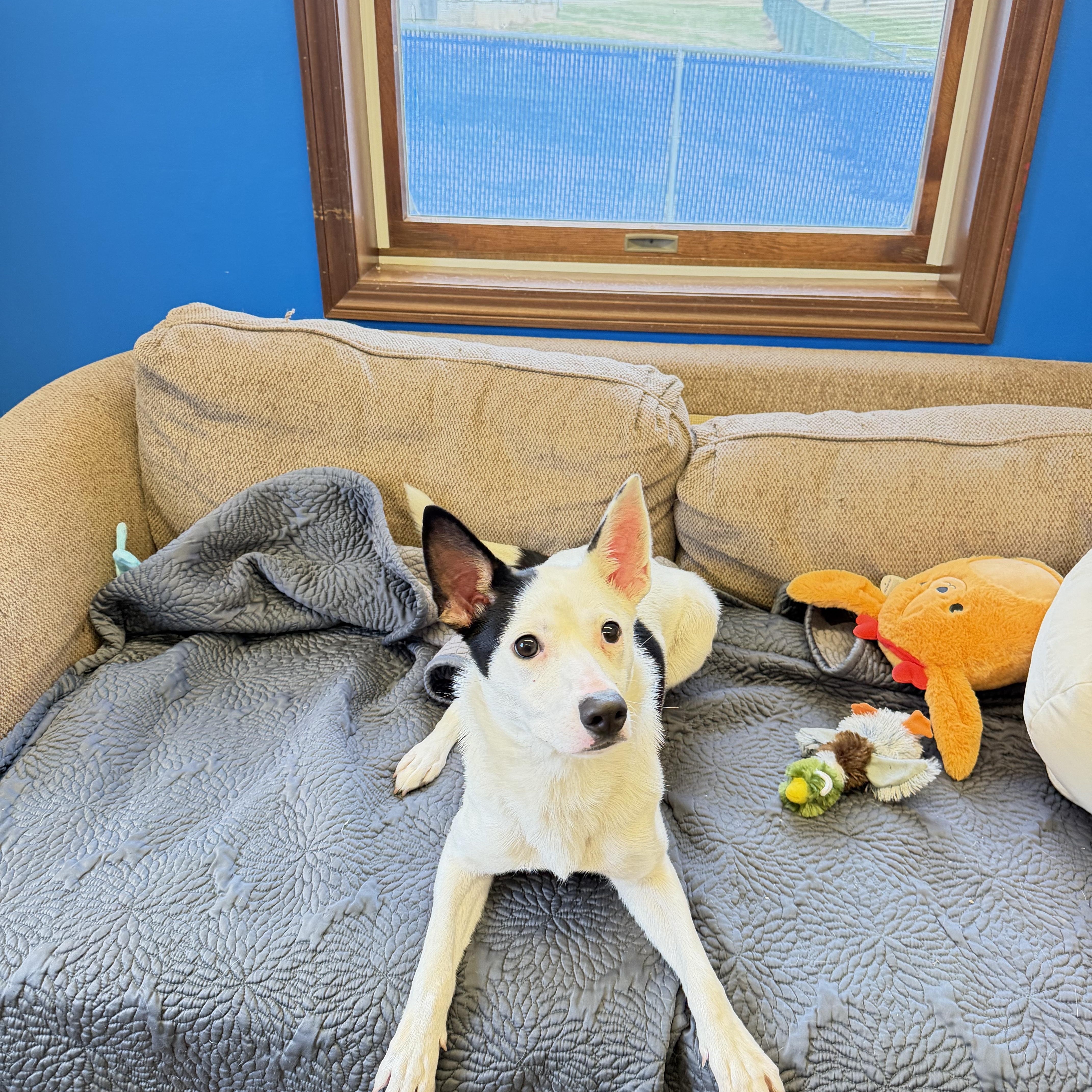 Enlarge Vega, a Adoptable mixed breed in Millersburg, OH image 3/3