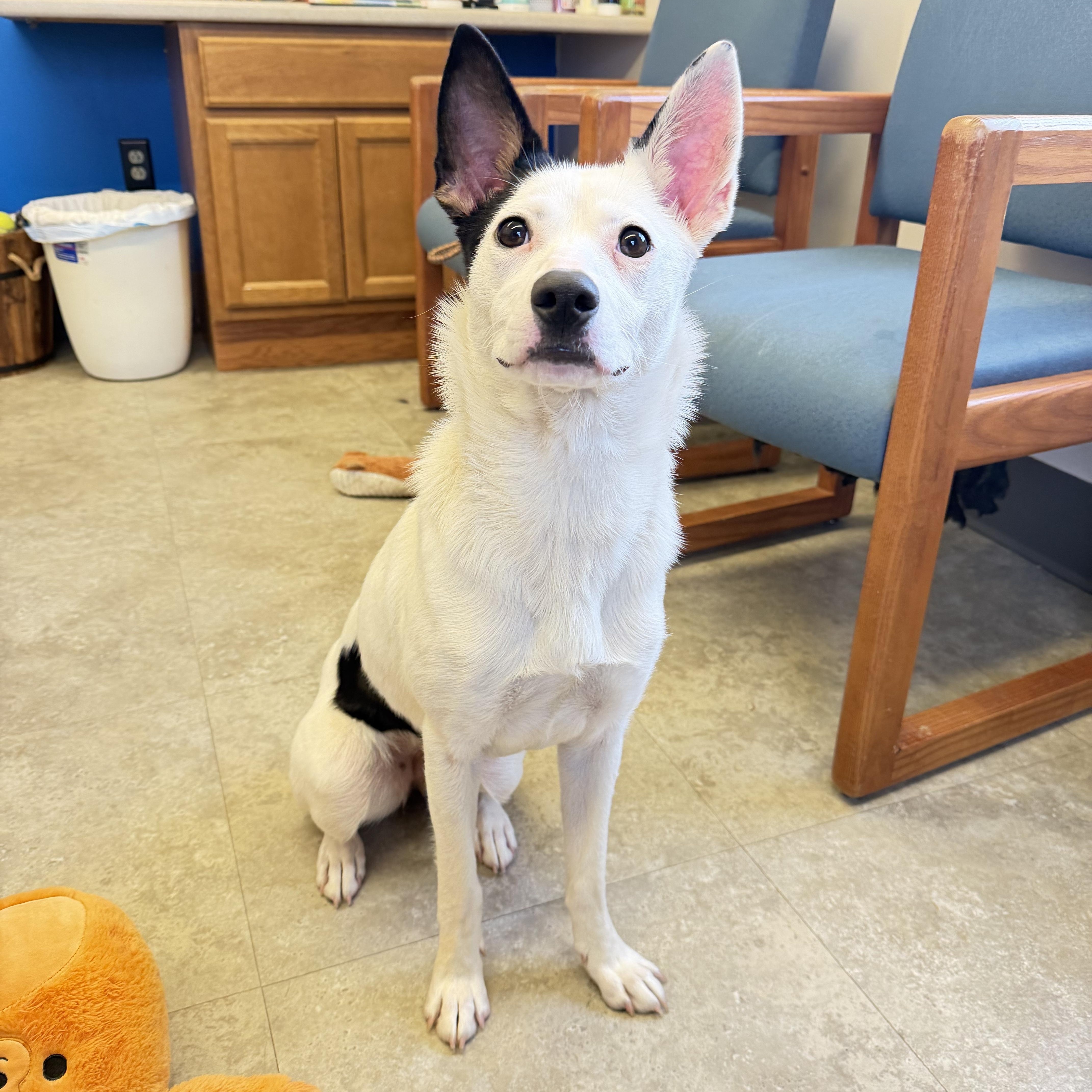 Enlarge Vega, a Adoptable mixed breed in Millersburg, OH image 2/3