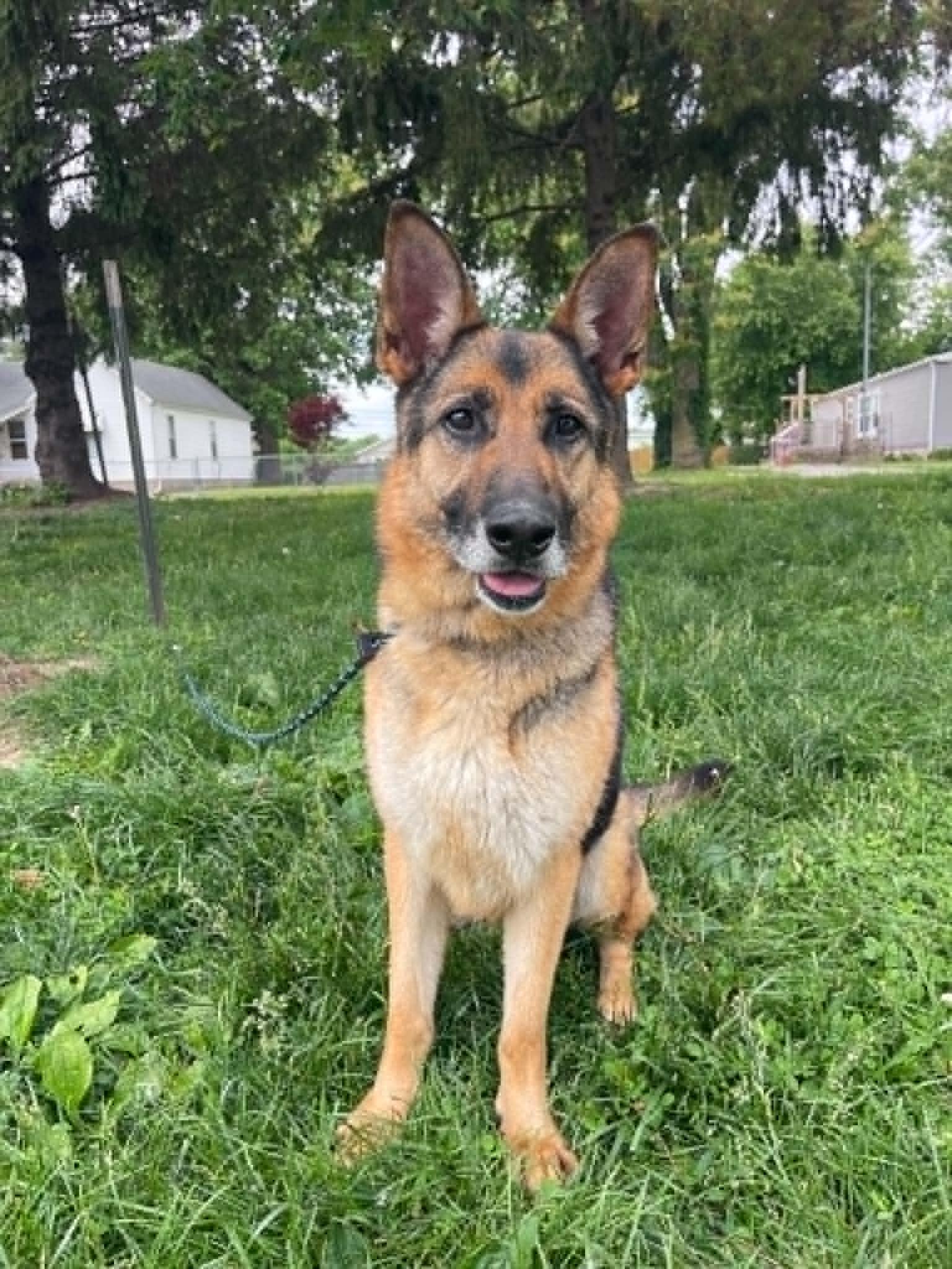 Enlarge Lexy, an adopted German Shepherd Dog in Springfield, IL image 2/3