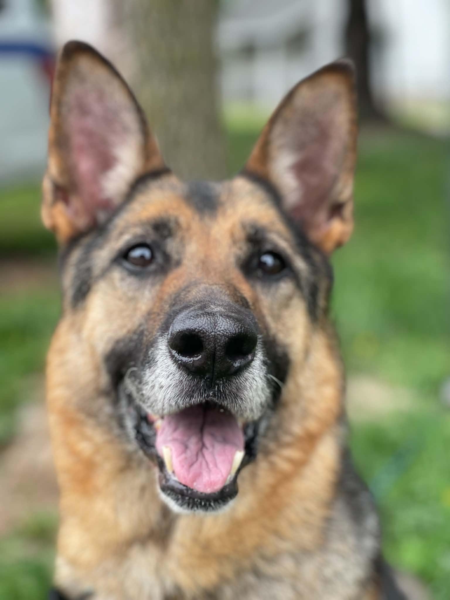 Enlarge Lexy, an adopted German Shepherd Dog in Springfield, IL image 1/3