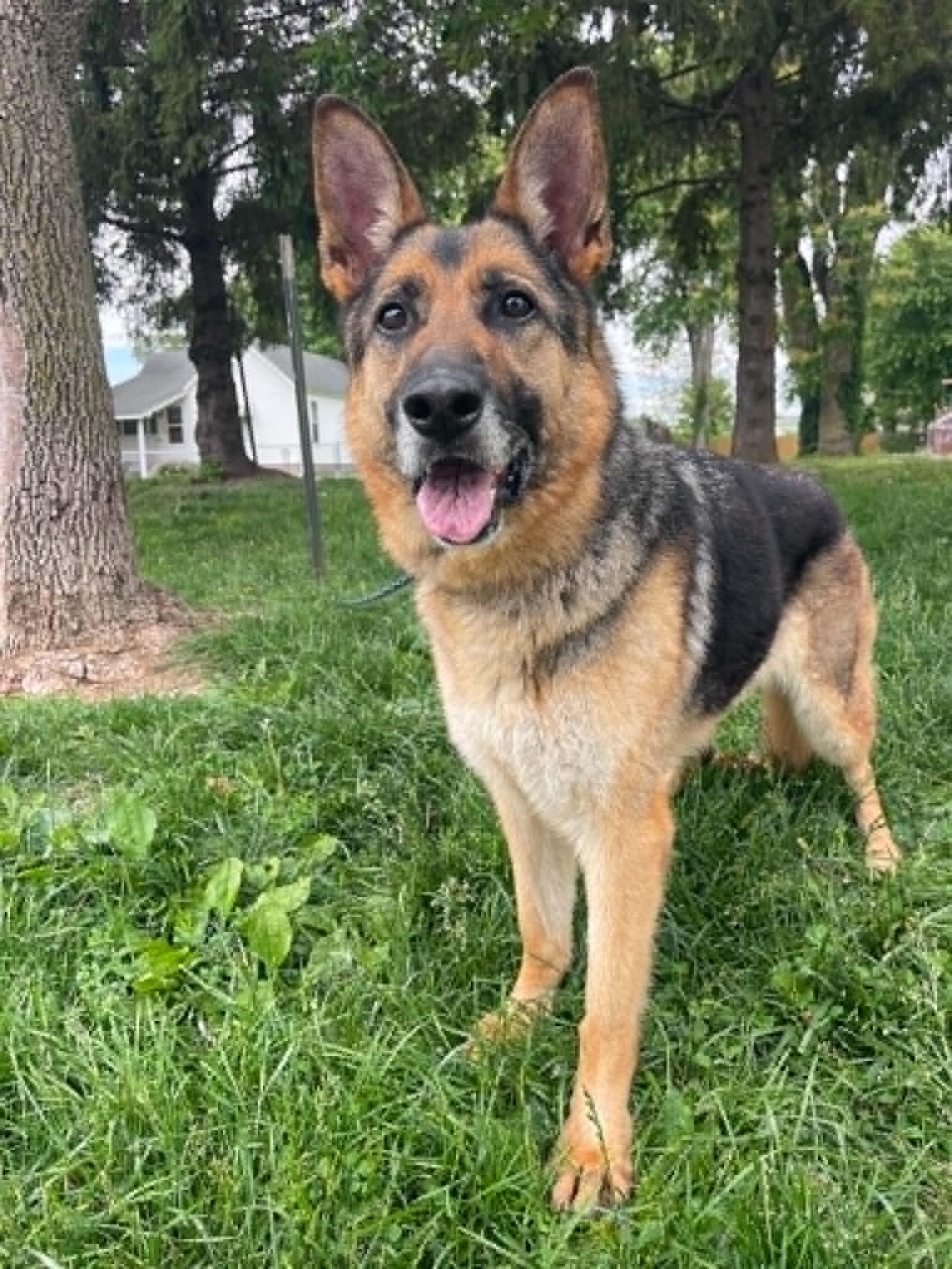 Enlarge Lexy, an adopted German Shepherd Dog in Springfield, IL image 3/3