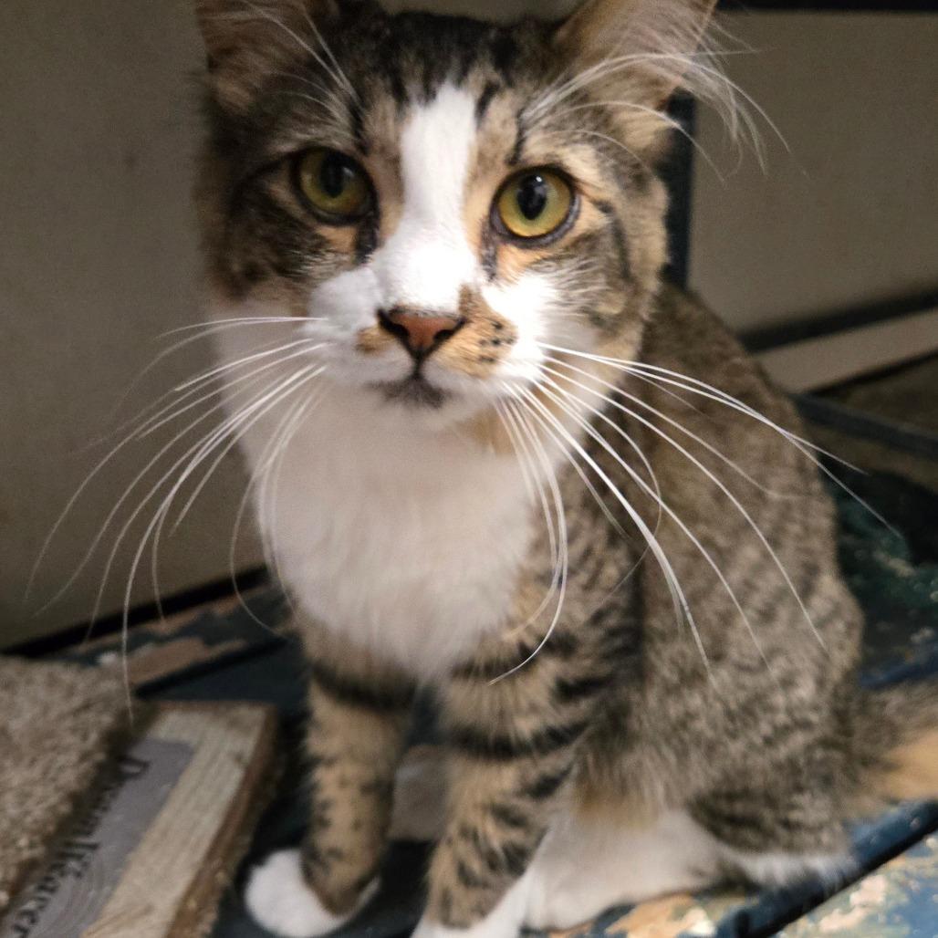 Puddle, an adoptable Domestic Long Hair in Graham, TX, 76450 | Photo Image 2