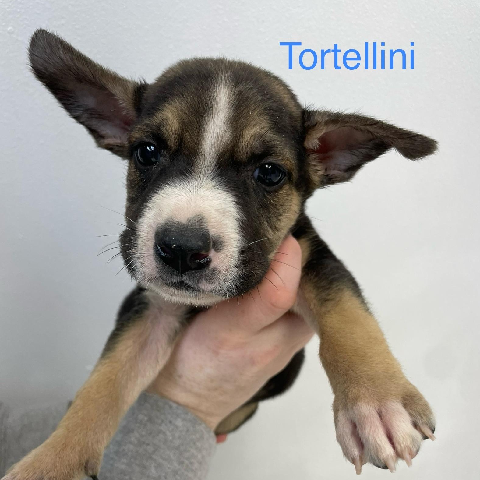 Tortellini