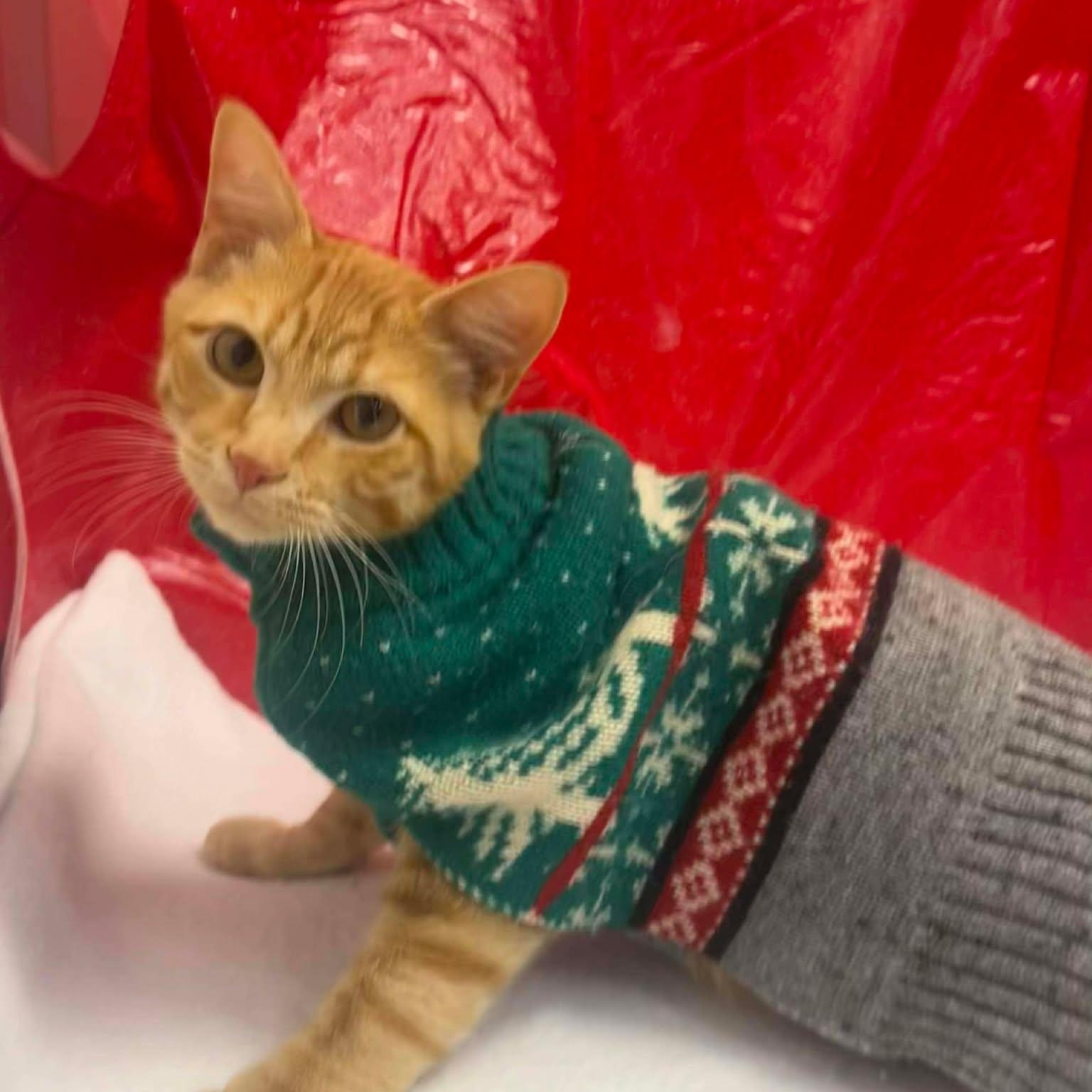 Enlarge Garcia, a ADOPTABLE Domestic Short Hair in Roosevelt, UT image 1/4