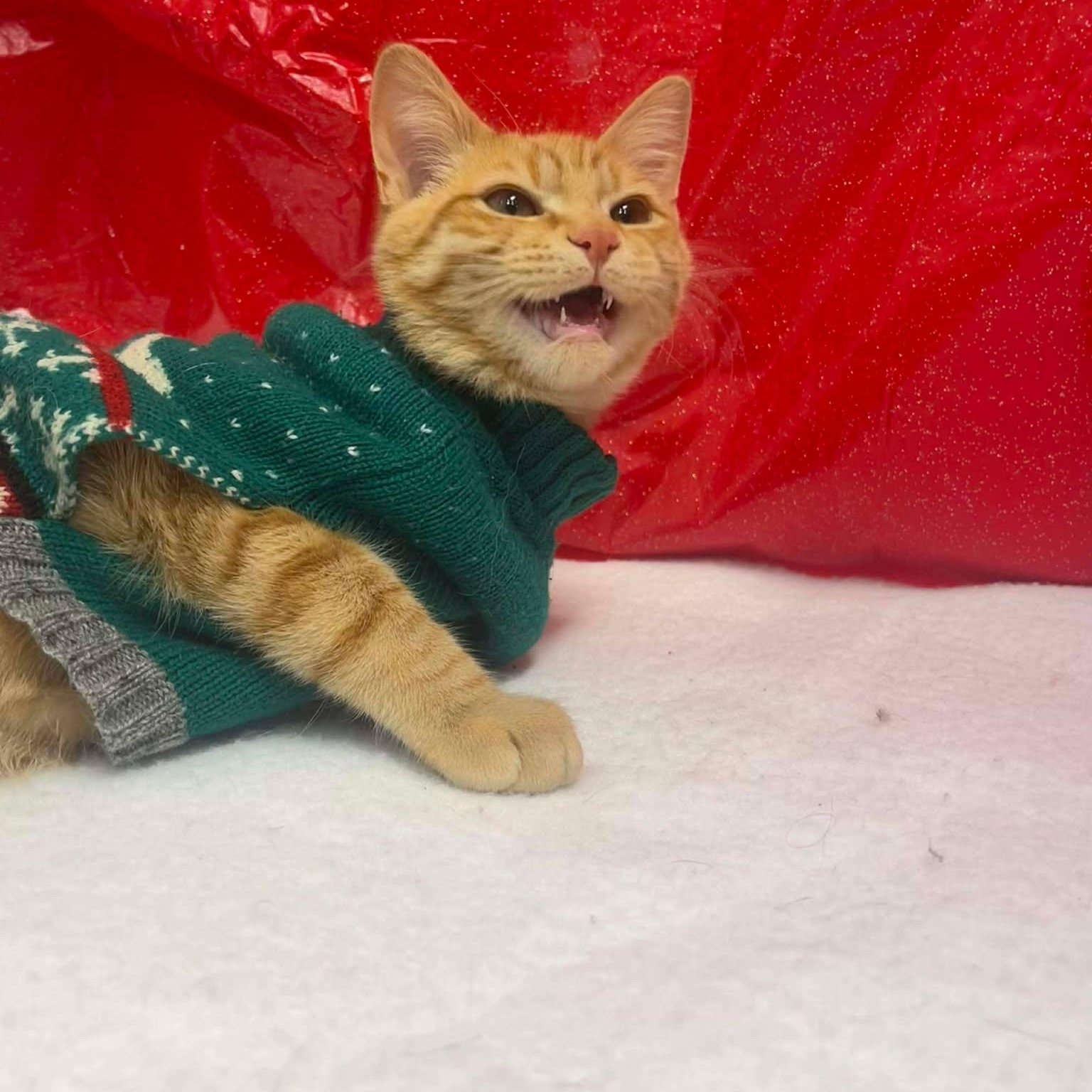 Enlarge Garcia, a ADOPTABLE Domestic Short Hair in Roosevelt, UT image 2/4