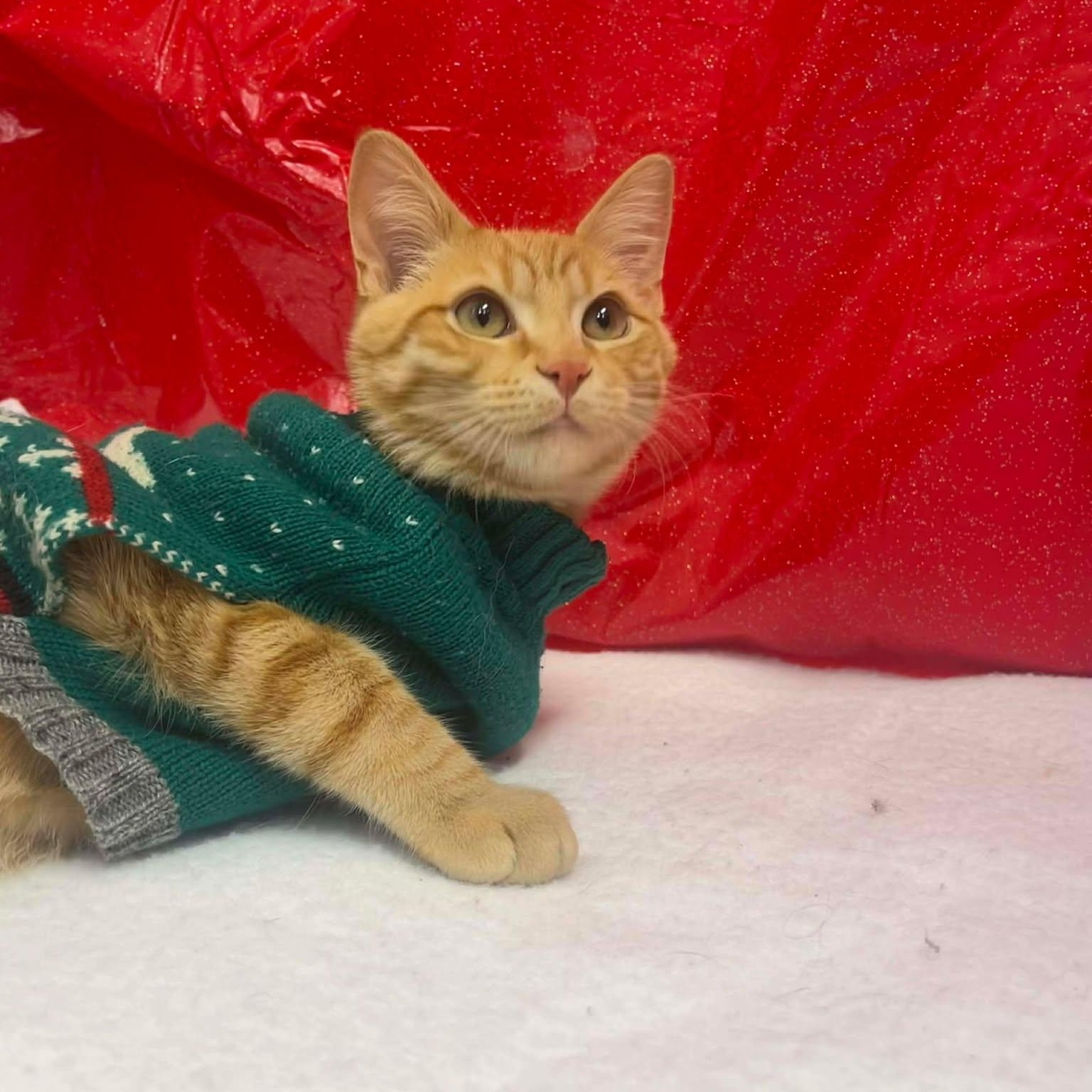 Enlarge Garcia, a ADOPTABLE Domestic Short Hair in Roosevelt, UT image 3/4