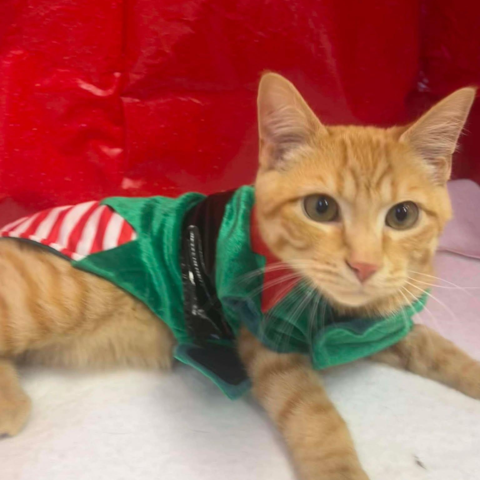 Enlarge Garcia, a ADOPTABLE Domestic Short Hair in Roosevelt, UT image 4/4