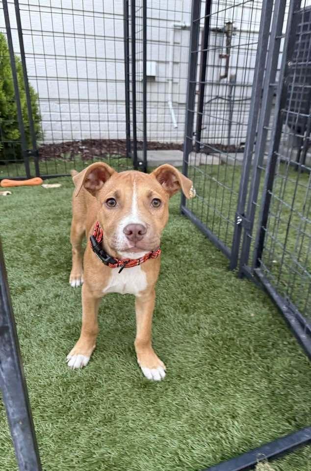 Hendrix - fostered in Omaha, Adoptable, Puppy Male Boxer.